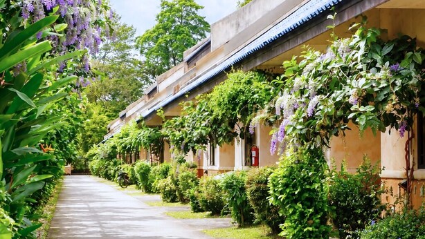Un sendero flanqueado por edificios tradicionales, abundante vegetación y flores moradas colgantes.