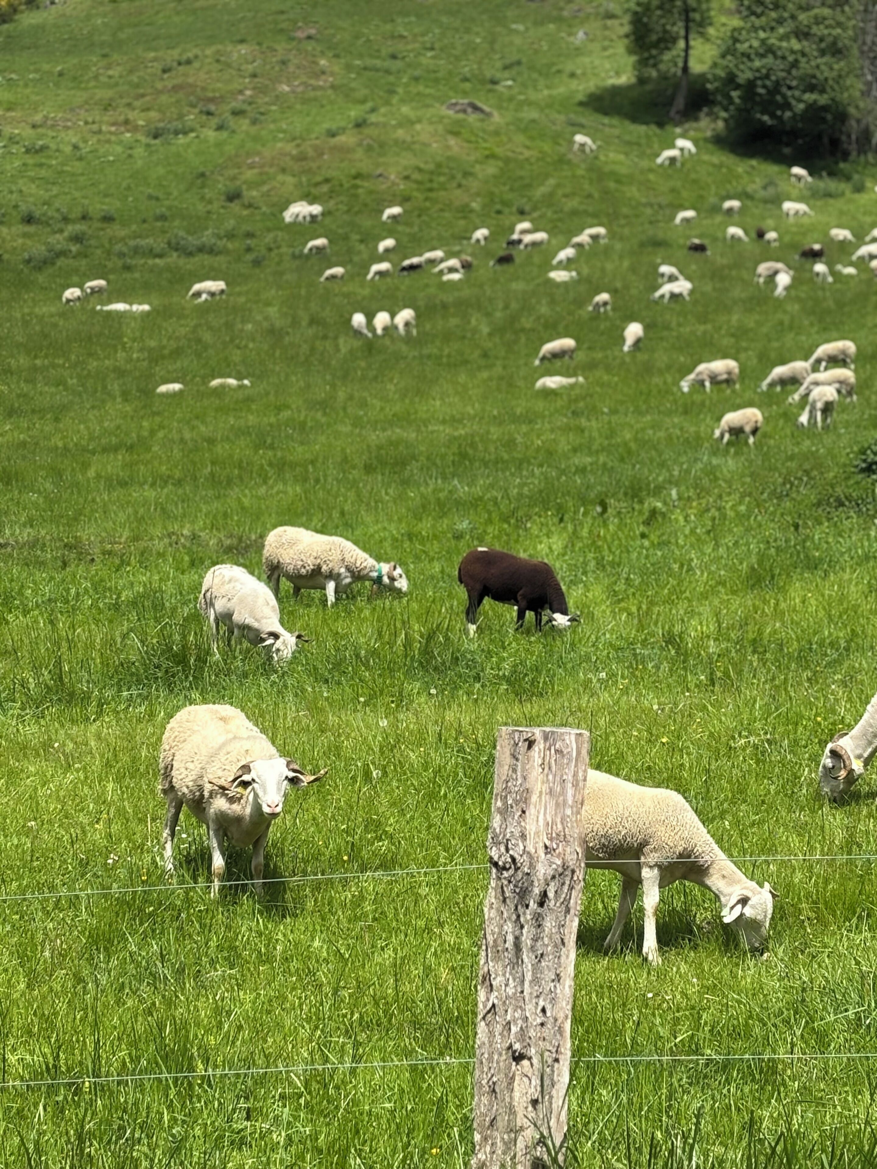 A grassy field with a fence and a tree trunk in the foreground.