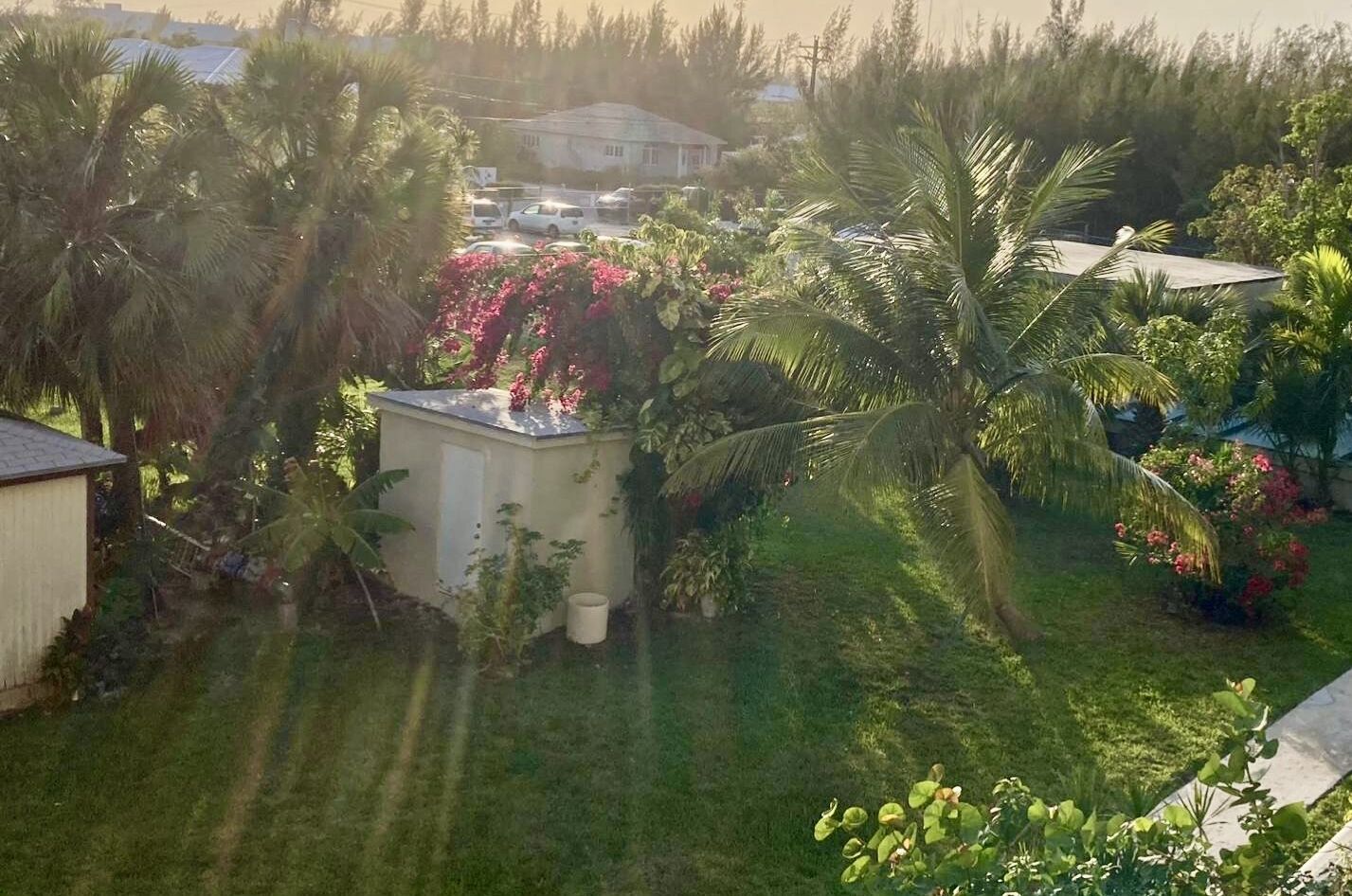 A residential area with a small house surrounded by lush greenery, including palm trees and flowering plants.
