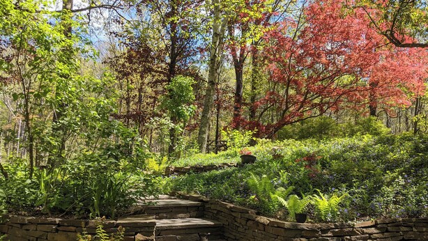 Una escalera de piedra que conduce a un jardín con diversas plantas y árboles.