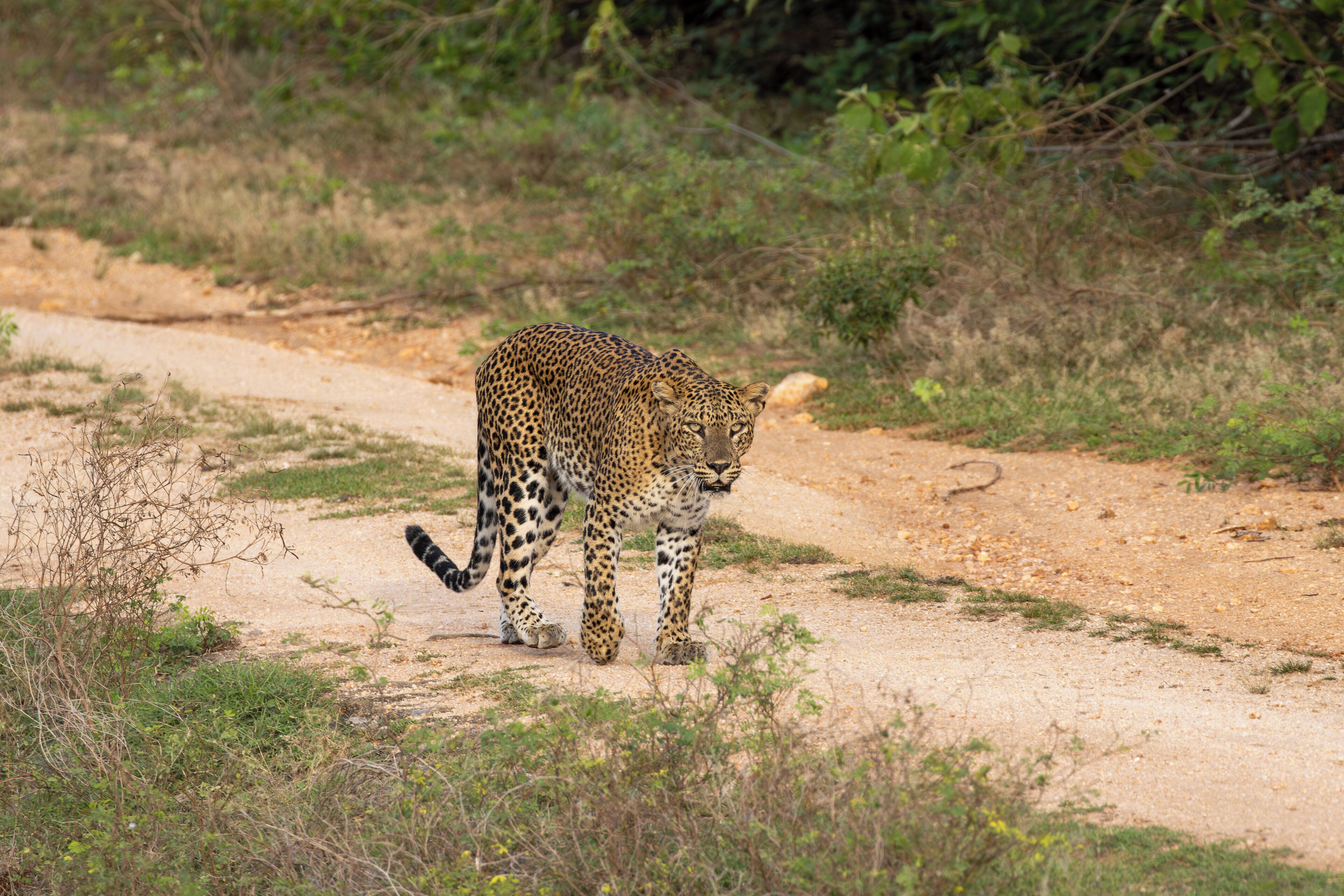A leopard walking on a dirt path surrounded by sparse vegetation.