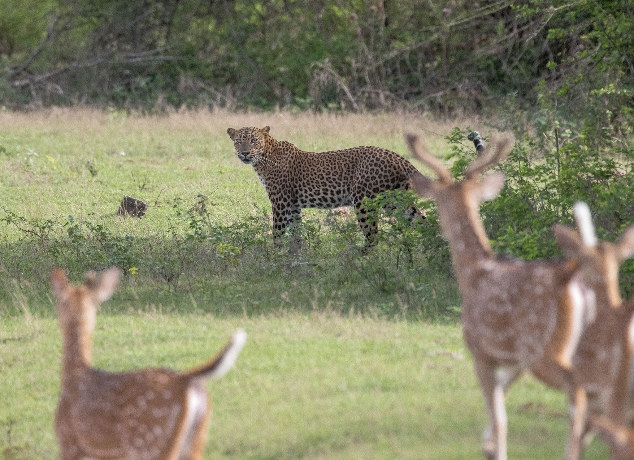 A leopard in a grassy field with deer in the foreground.