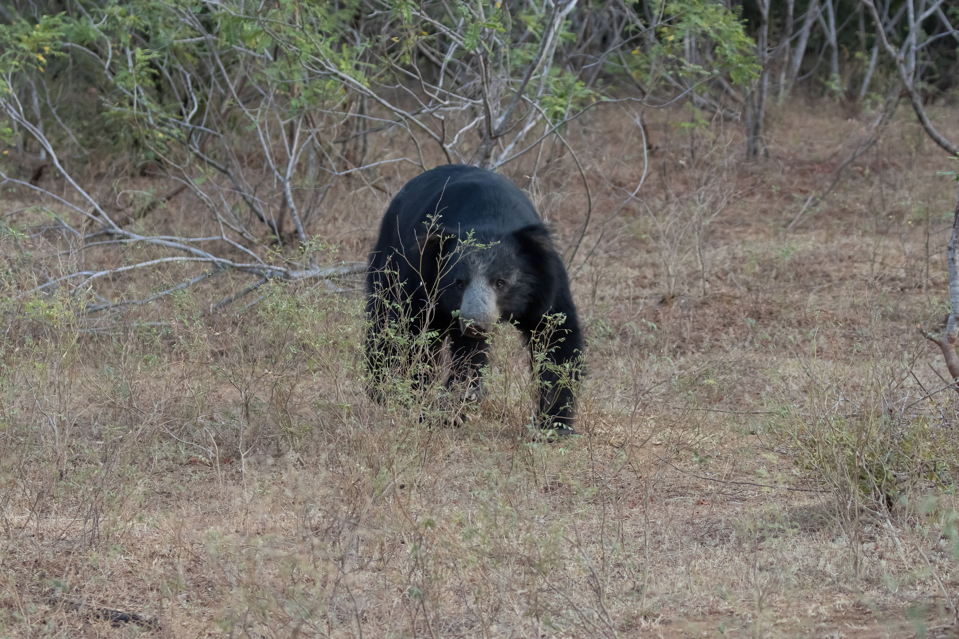 Un oso en su hábitat natural, con vegetación escasa y árboles al fondo.