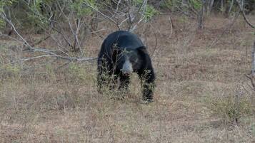 Un oso en su hábitat natural, con vegetación escasa y árboles al fondo.