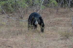 Un oso en su hábitat natural, con vegetación escasa y árboles al fondo.