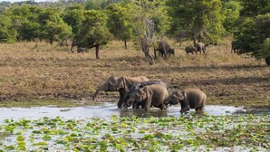 A group of elephants in a natural setting with trees and a large rock in the background. - The Den at Yala  (Kataragama)