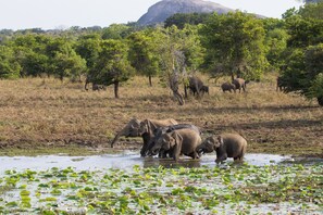 Un groupe d’éléphants dans un environnement naturel, avec des arbres et un grand rocher en arrière-plan.
