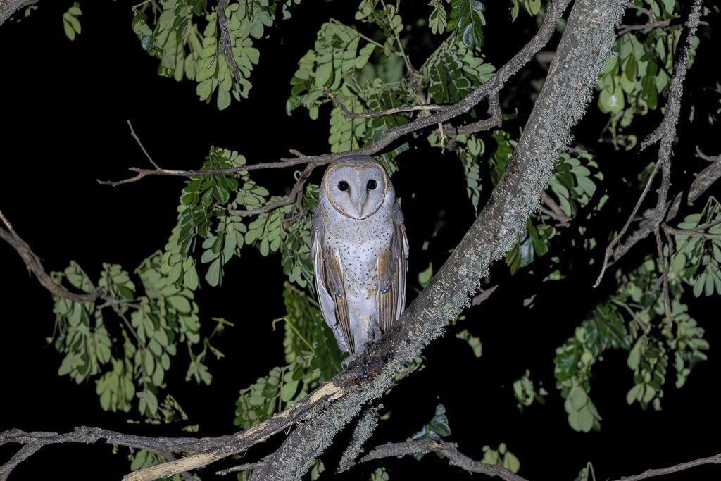 An owl perched on a tree branch.