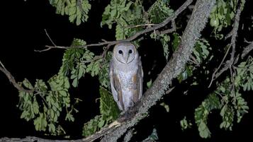 An owl perched on a tree branch.