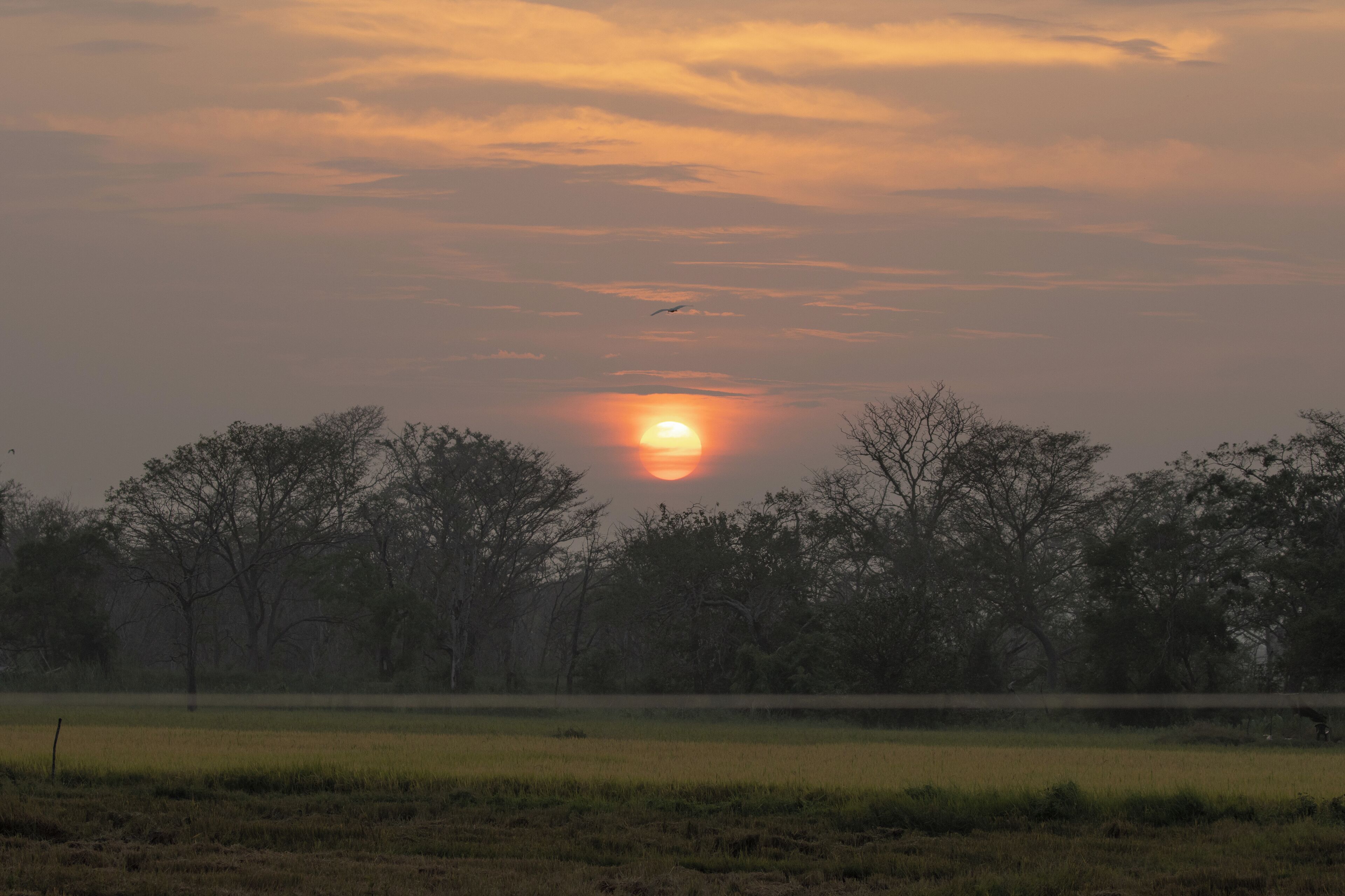 Un coucher de soleil sur un champ, avec des arbres au premier plan.