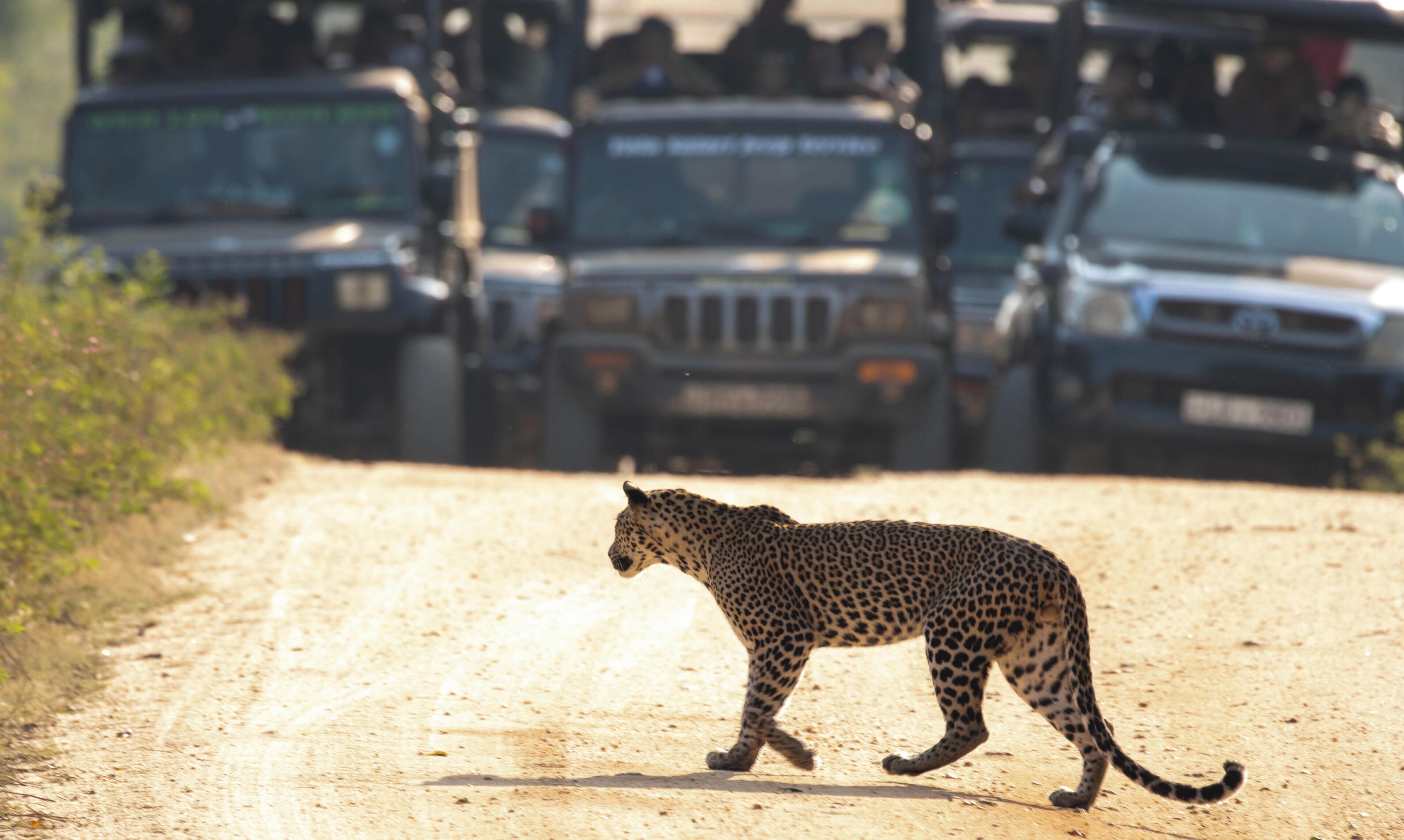 A leopard walking on a dirt road with vehicles in the background.