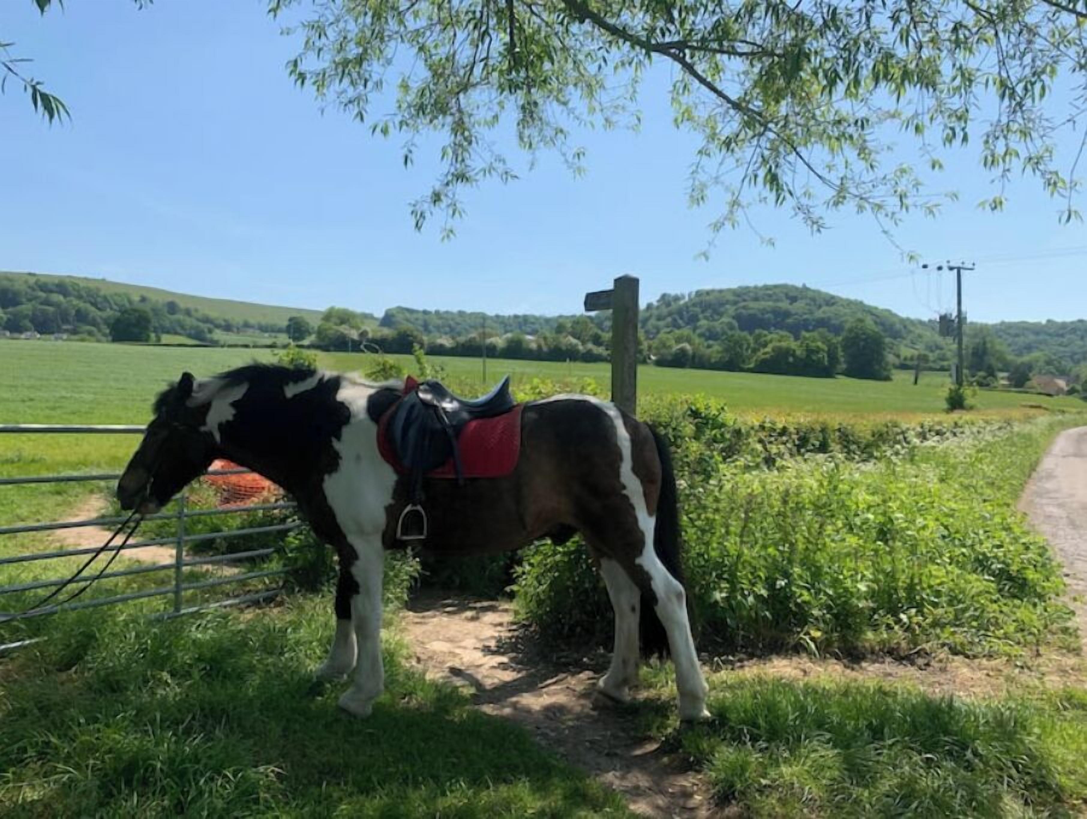 A horse with a saddle standing next to a metal fence in a rural setting.