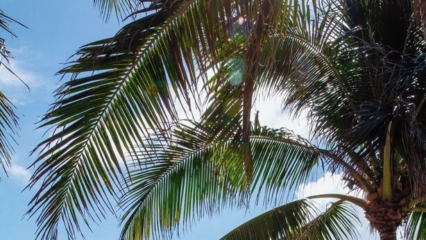 Una playa con palmeras, cielo despejado y mar tranquilo.