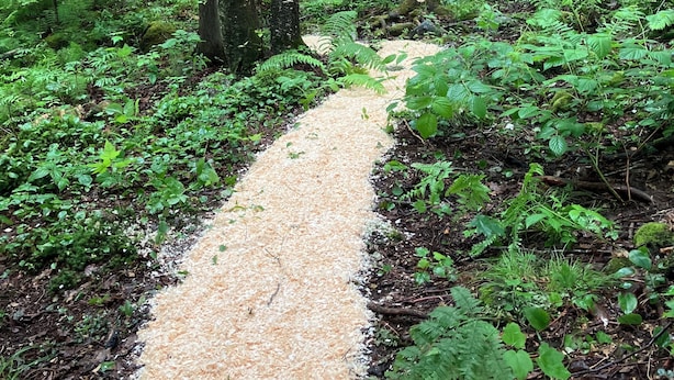 A forest path with dense green foliage and trees. - The Central Ranch— minutes to Acadia & Coastal Maine (Ellsworth)