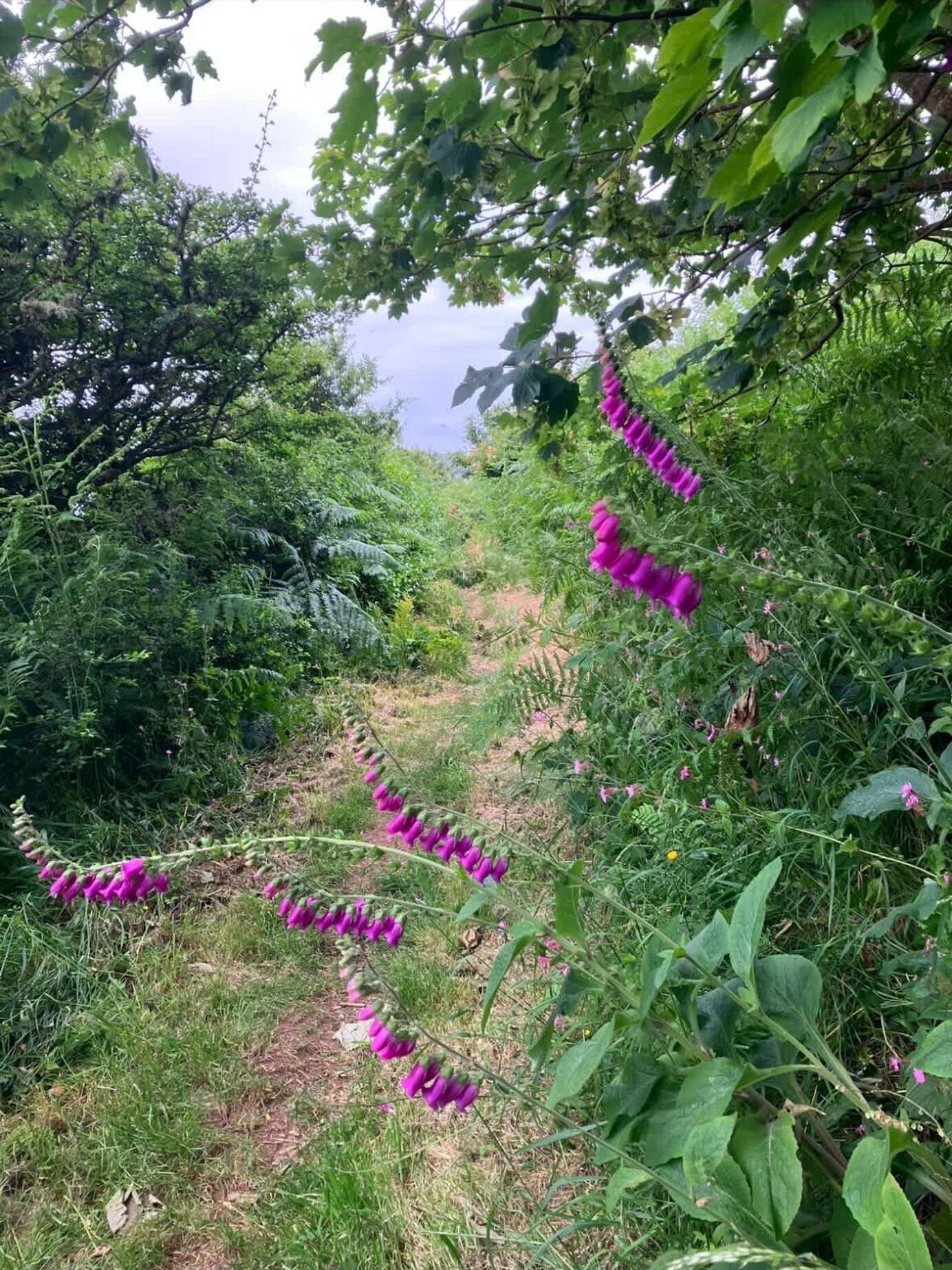 Un espace naturel en plein air, caractérisé par une végétation luxuriante et un sentier qui le traverse.