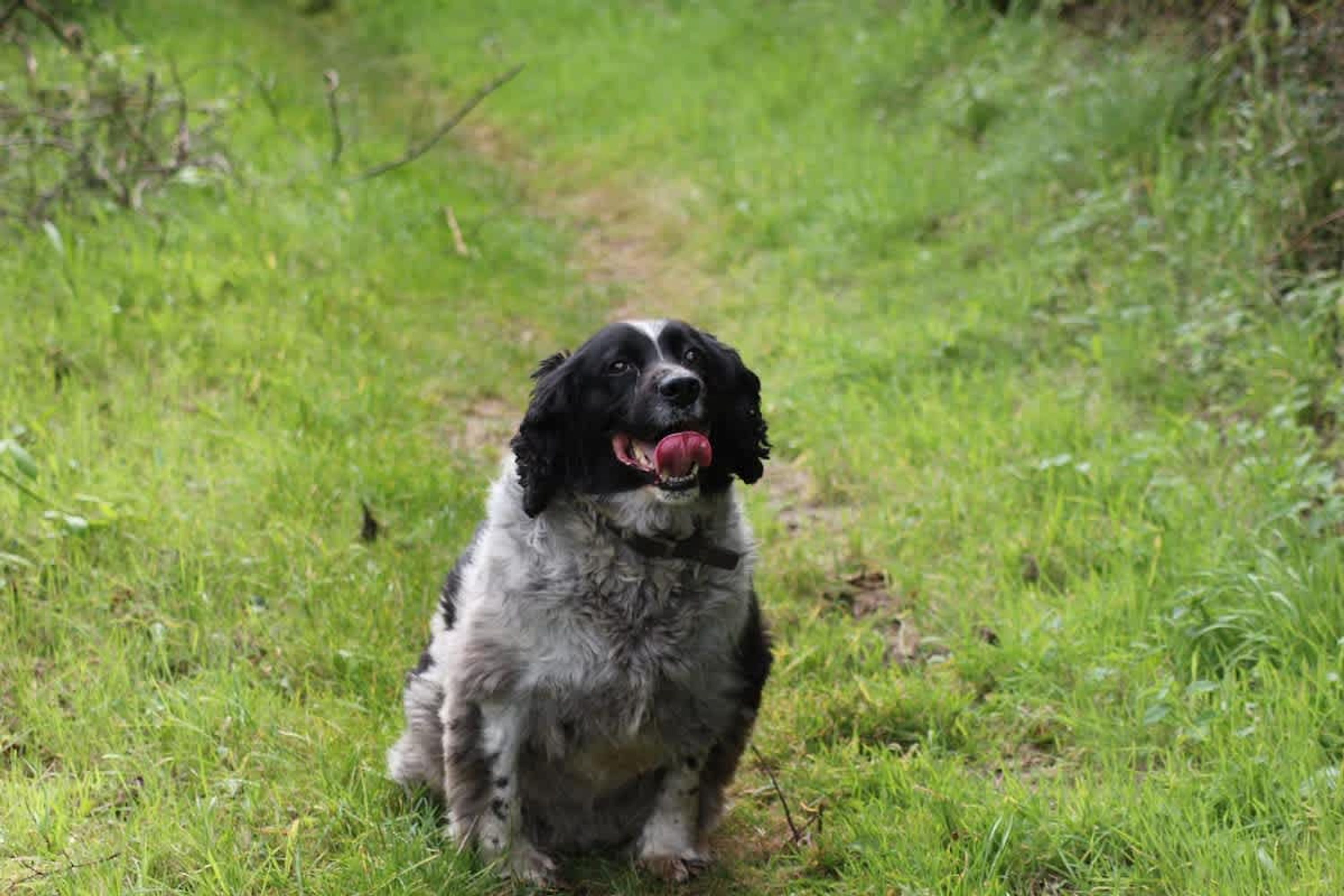 Ein Hund sitzt auf einem grasbewachsen Pfad.