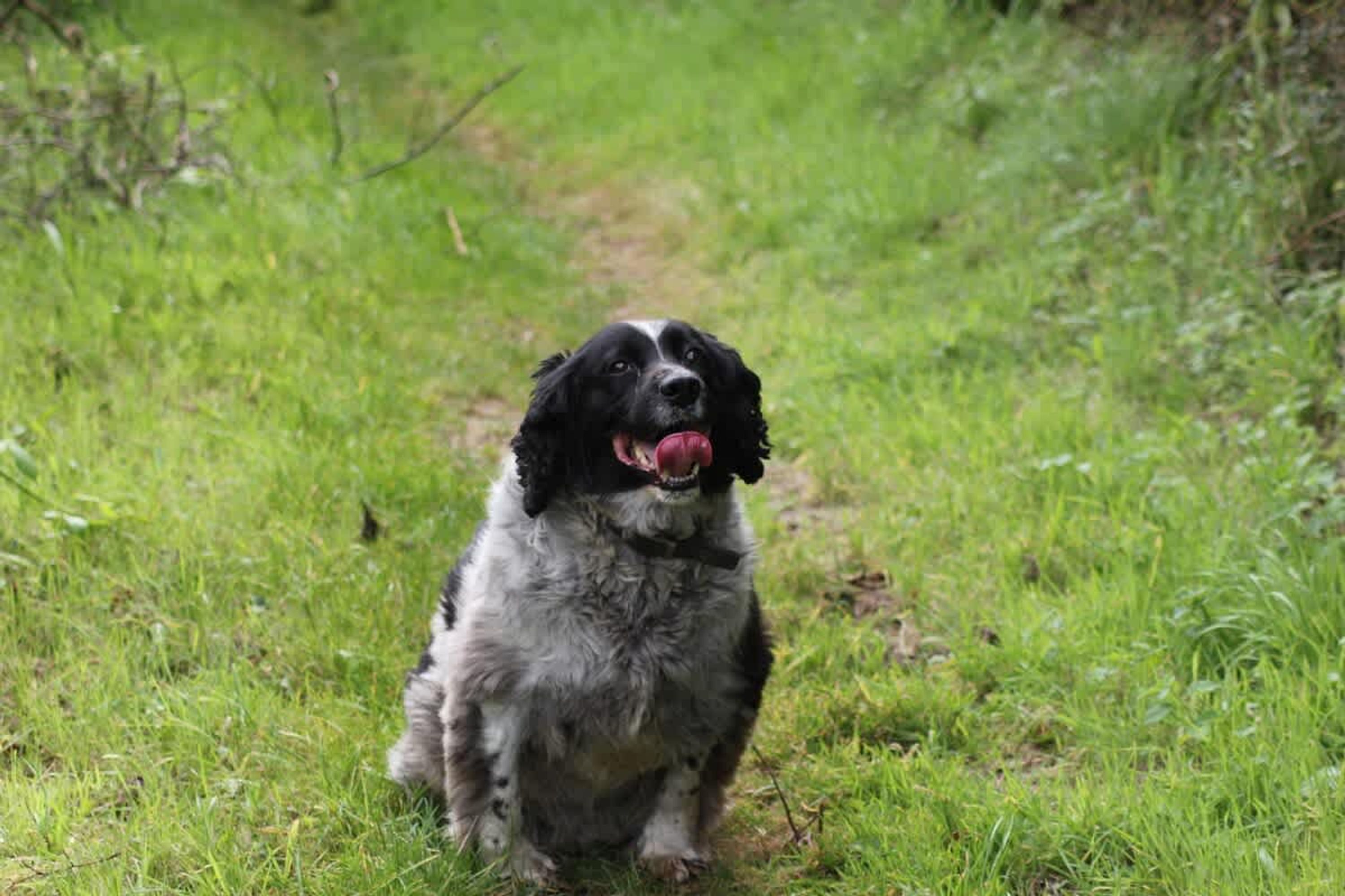 A dog sitting on a grassy path.
