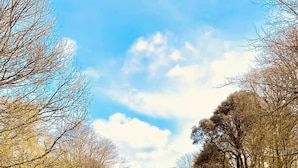 A grassy park with trees and a building in the background.