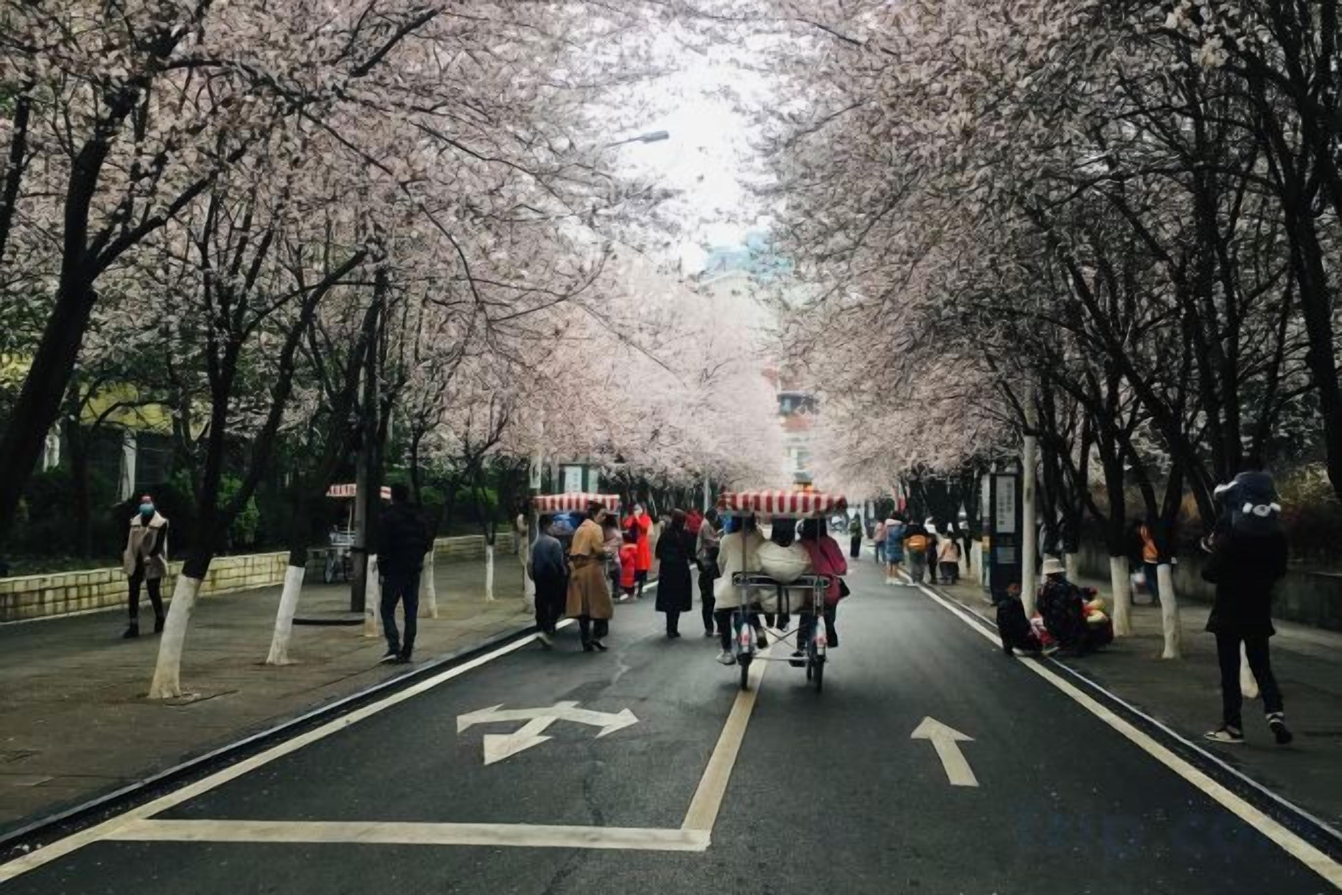 A tree-lined street with a bike lane and pedestrians.