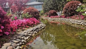 Un jardín con un estanque, rodeado de diversas plantas y árboles.