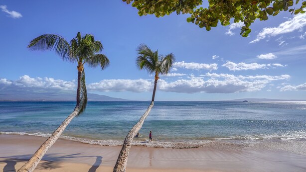 A beach with two palm trees and a clear view of the ocean. - Suite Maui Paradise Condo (Wailuku)