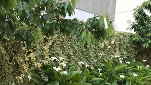 Un jardín con diversas plantas y flores, un sendero de piedra y un edificio al fondo.