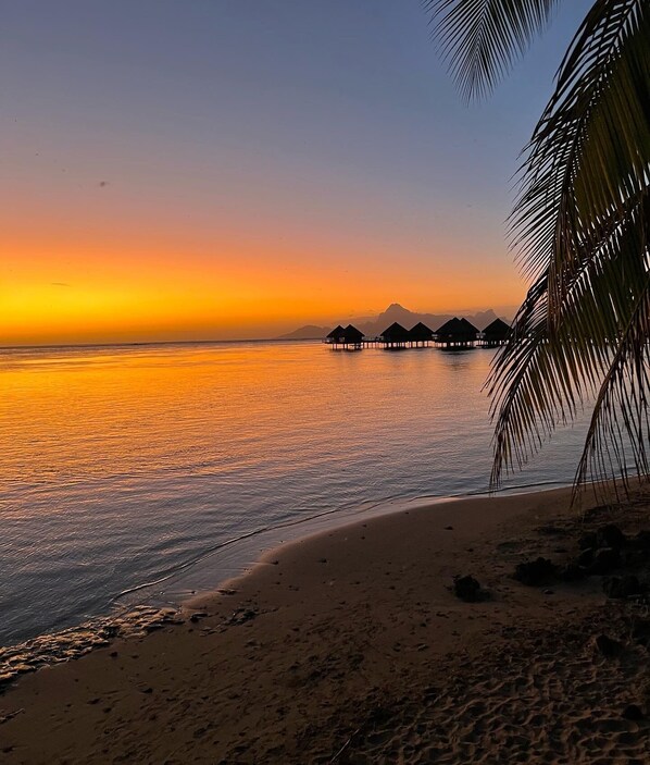 Ein Strand mit Überwasservillen und einer Palme.