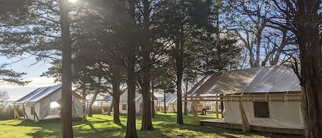 A row of tents with a grassy field and trees in the background.