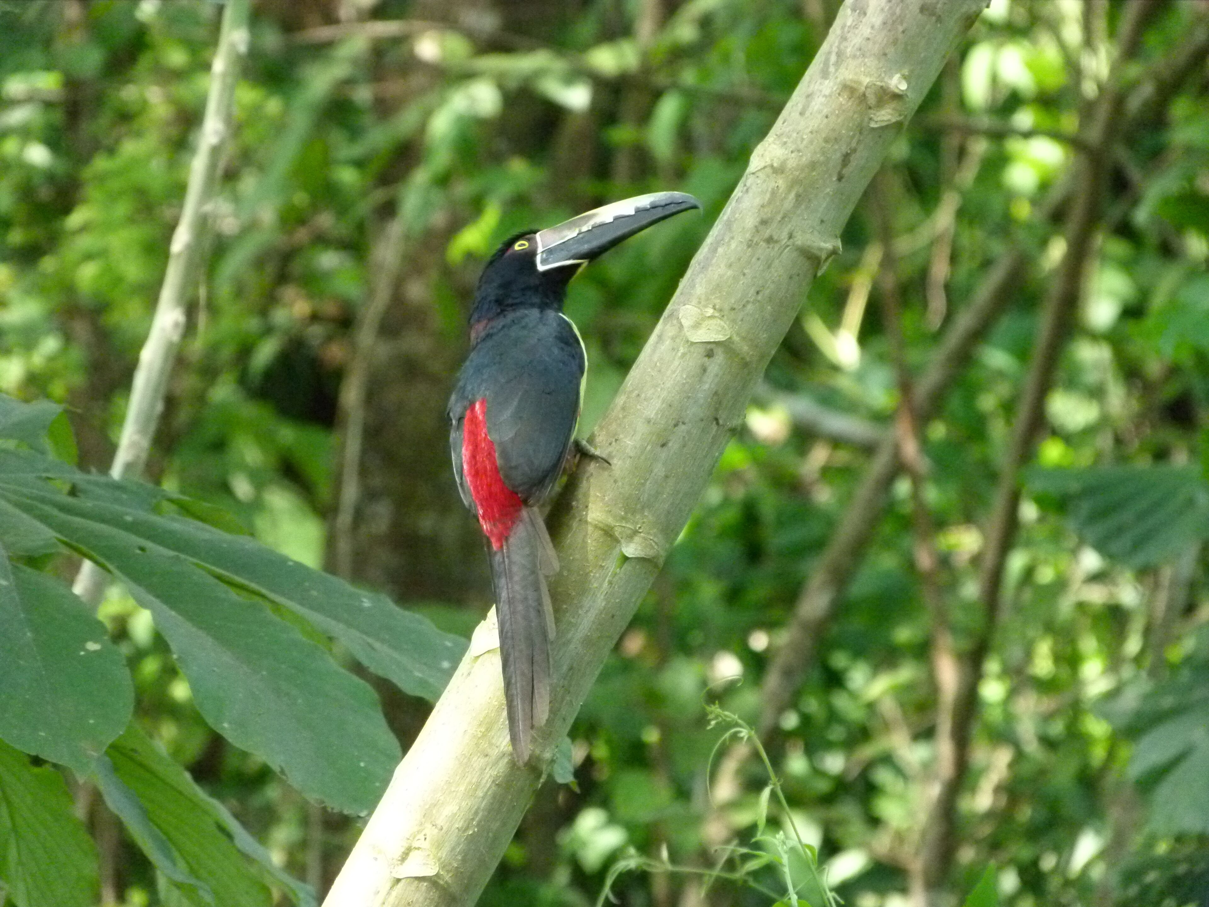 A bird perched on a tree branch.