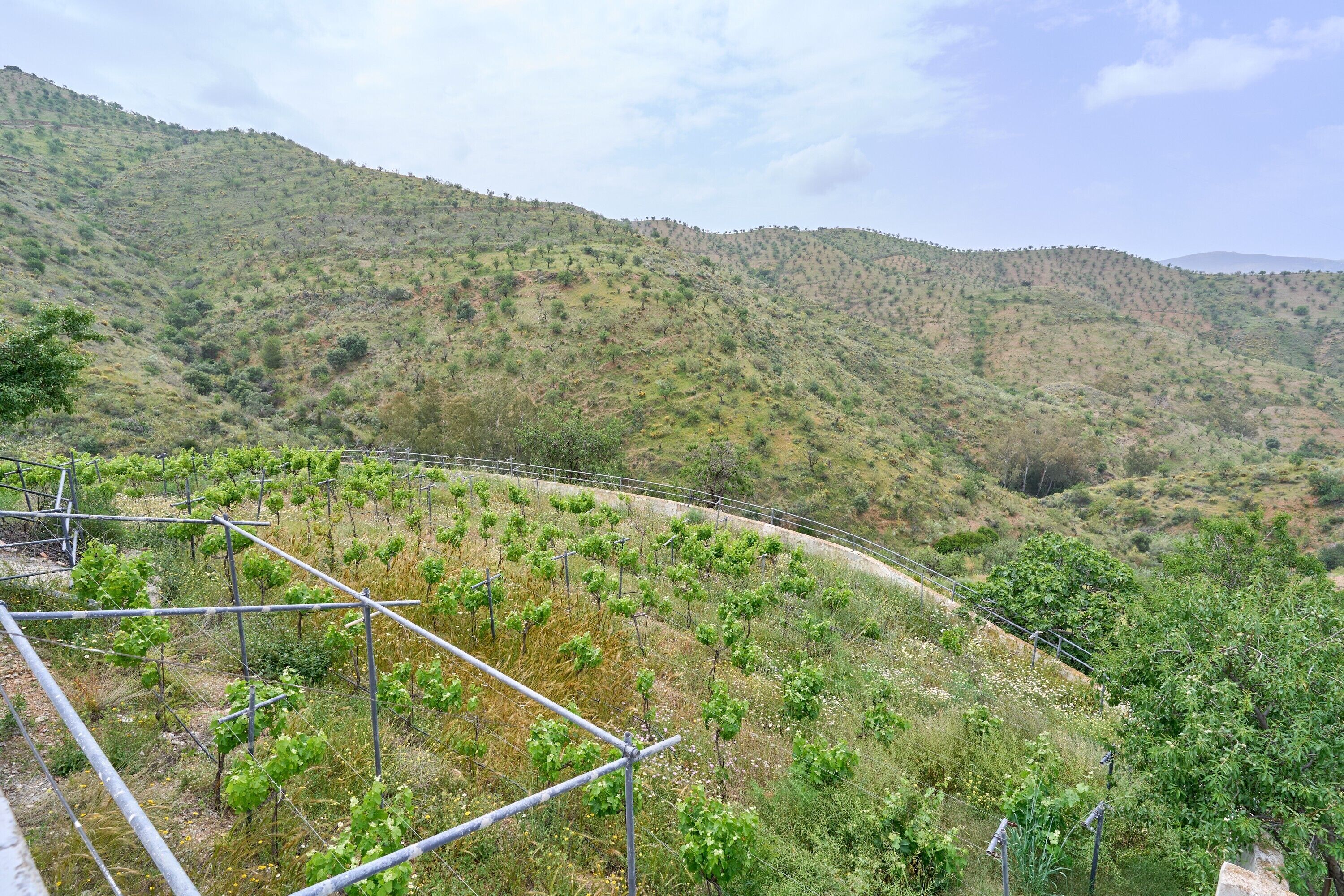 A vineyard with rows of grapevines, a metal fence, and a hilly landscape in the background.