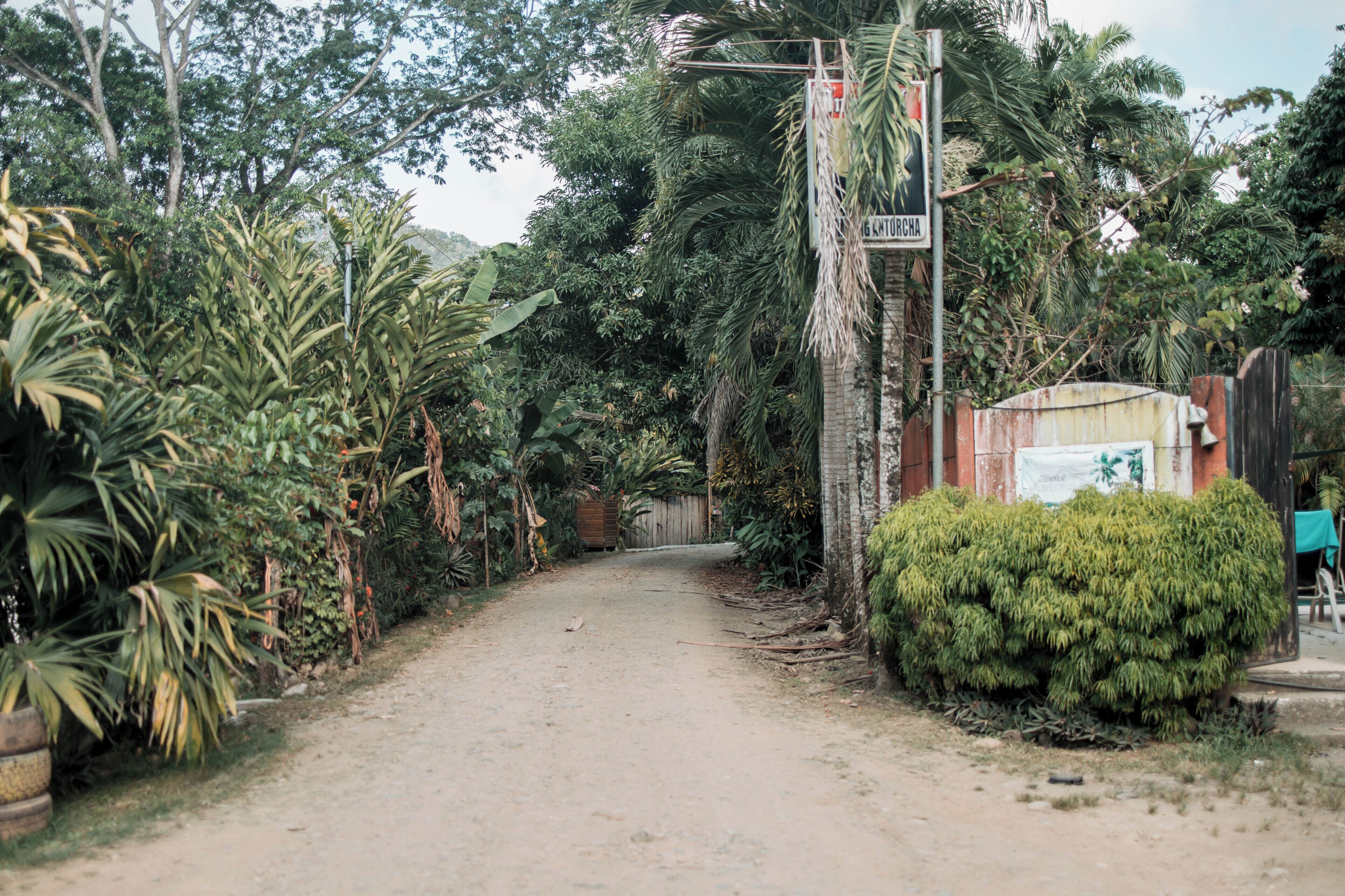 A rural road with dense vegetation on both sides.