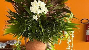 A table with various desserts and a large potted plant. - Patipe Praia Hotel (Canavieiras)