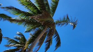 A beach with palm trees and the ocean. - Ocean Front 3-bedroom condo with Pool, AC, WiFi, 2 King, 1 Queen. (AGUADA)