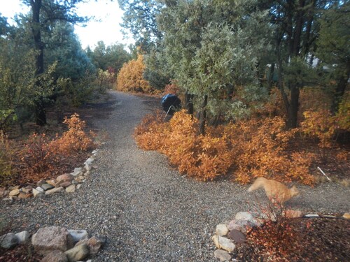 Middle Yurt Nestled in the Trees
