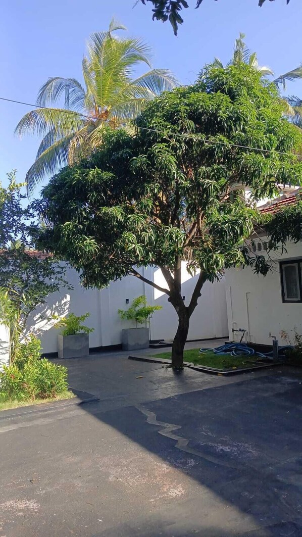 A tree-lined courtyard with a paved walkway, a white building, and a clear blue sky. - Lanka Global (Jaffna)