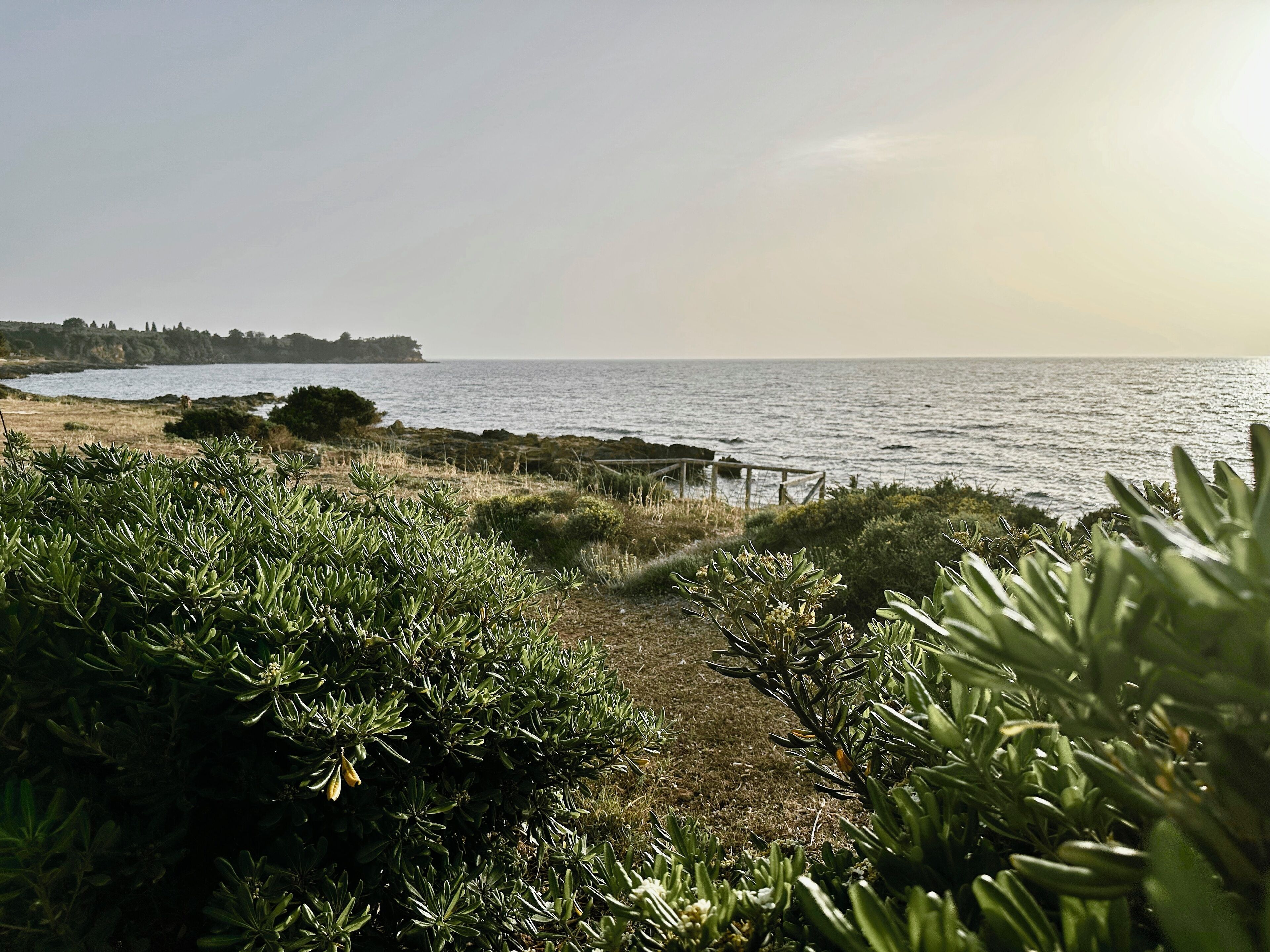 A coastal path with dense greenery and a view of the sea.