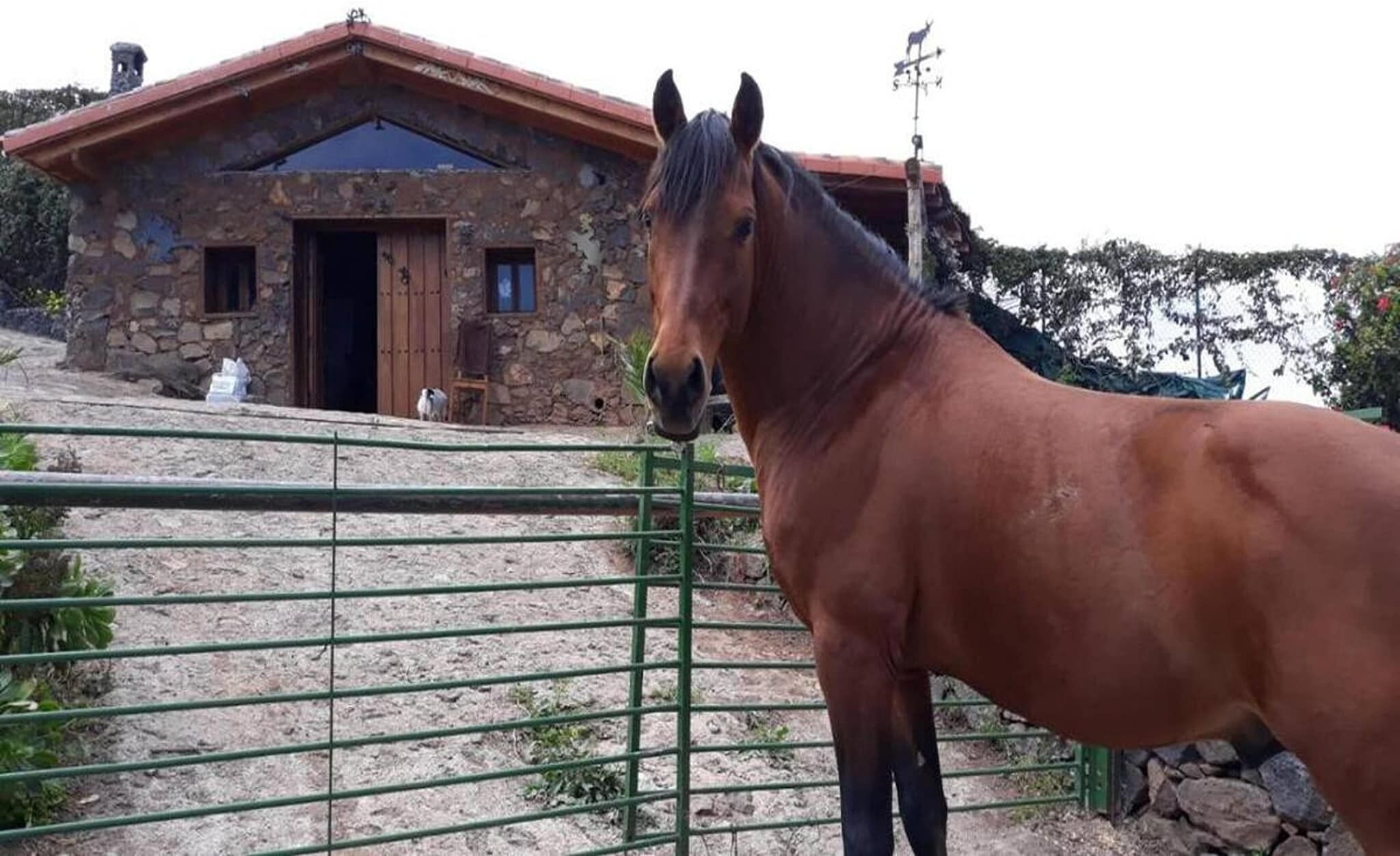Un establo con edificio de piedra, una reja de metal y un caballo adelante.