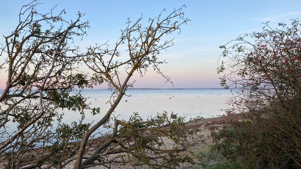 En strand med træer og havudsigt.