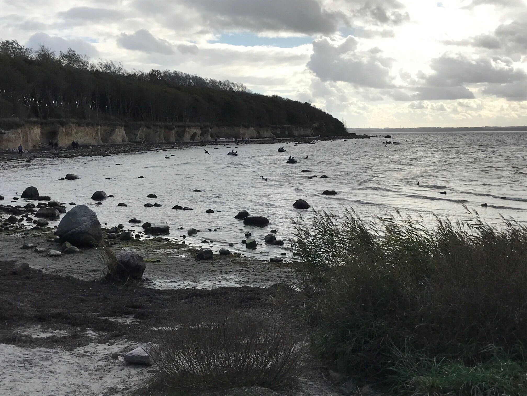 Eine Küstenlandschaft mit felsigem Ufer, Vegetation und einer entfernten Baumgrenze.