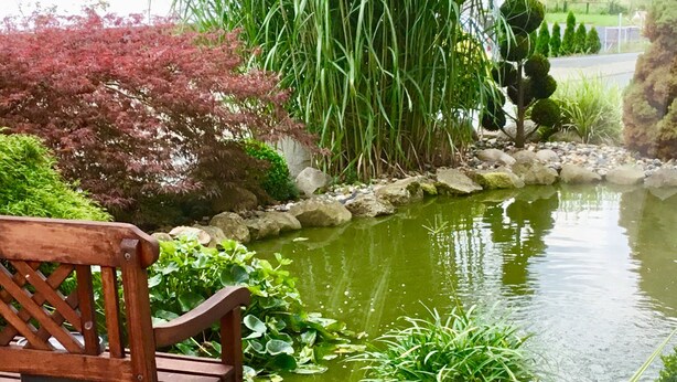 A wooden bench by a pond with surrounding greenery.
