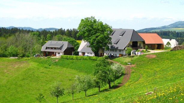 Paesaggio rurale con case, un campo di fiori gialli e mucche al pascolo.