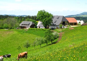 Paisaje rural con casas, un campo de flores amarillas y vacas pastando.