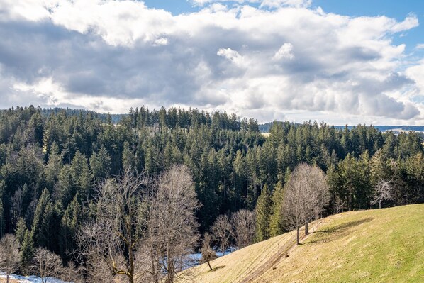 Un paisaje boscoso con una colina cubierta de hierba y cielo despejado.