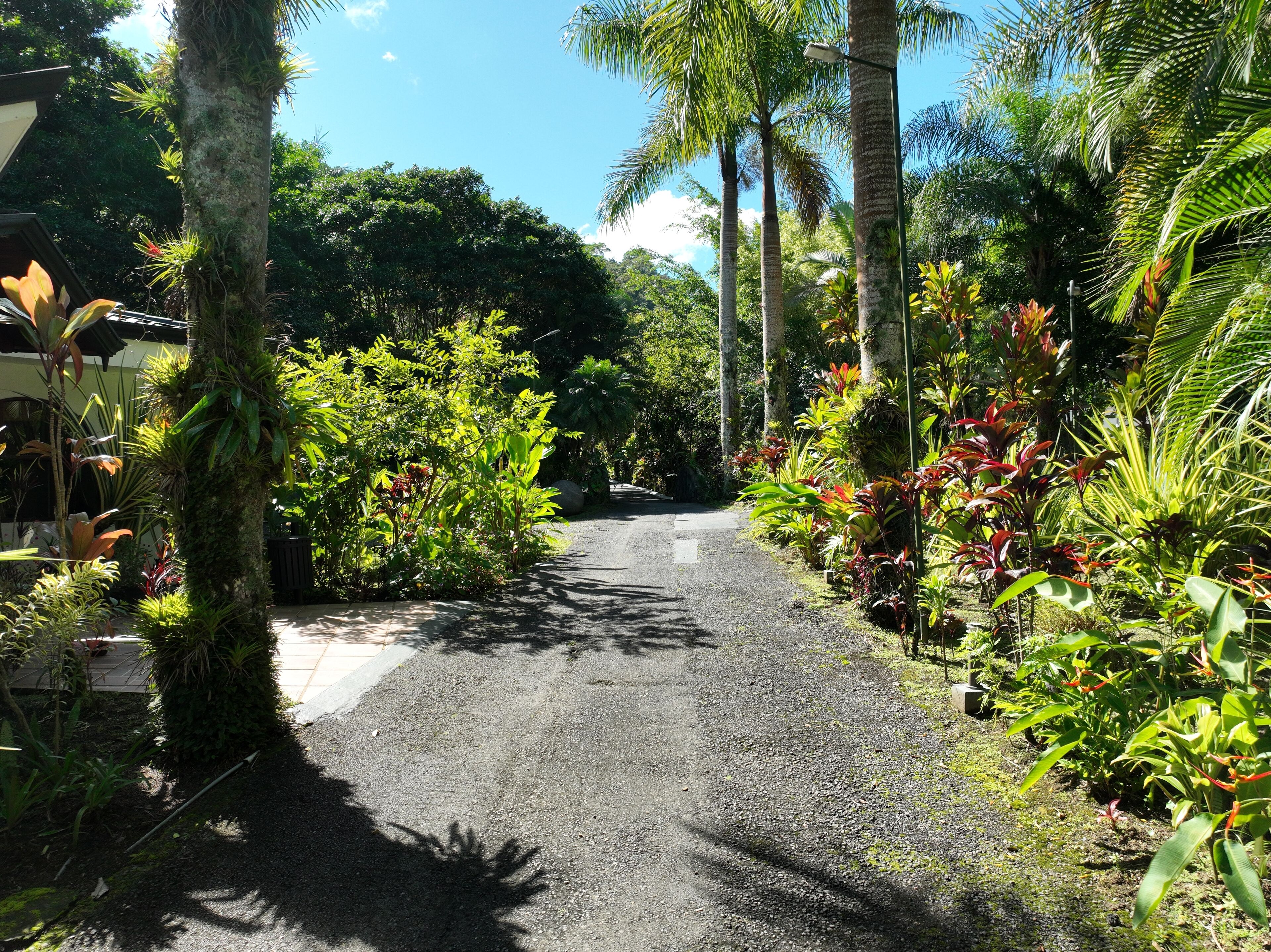 A narrow, paved pathway flanked by lush tropical vegetation and tall palm trees.