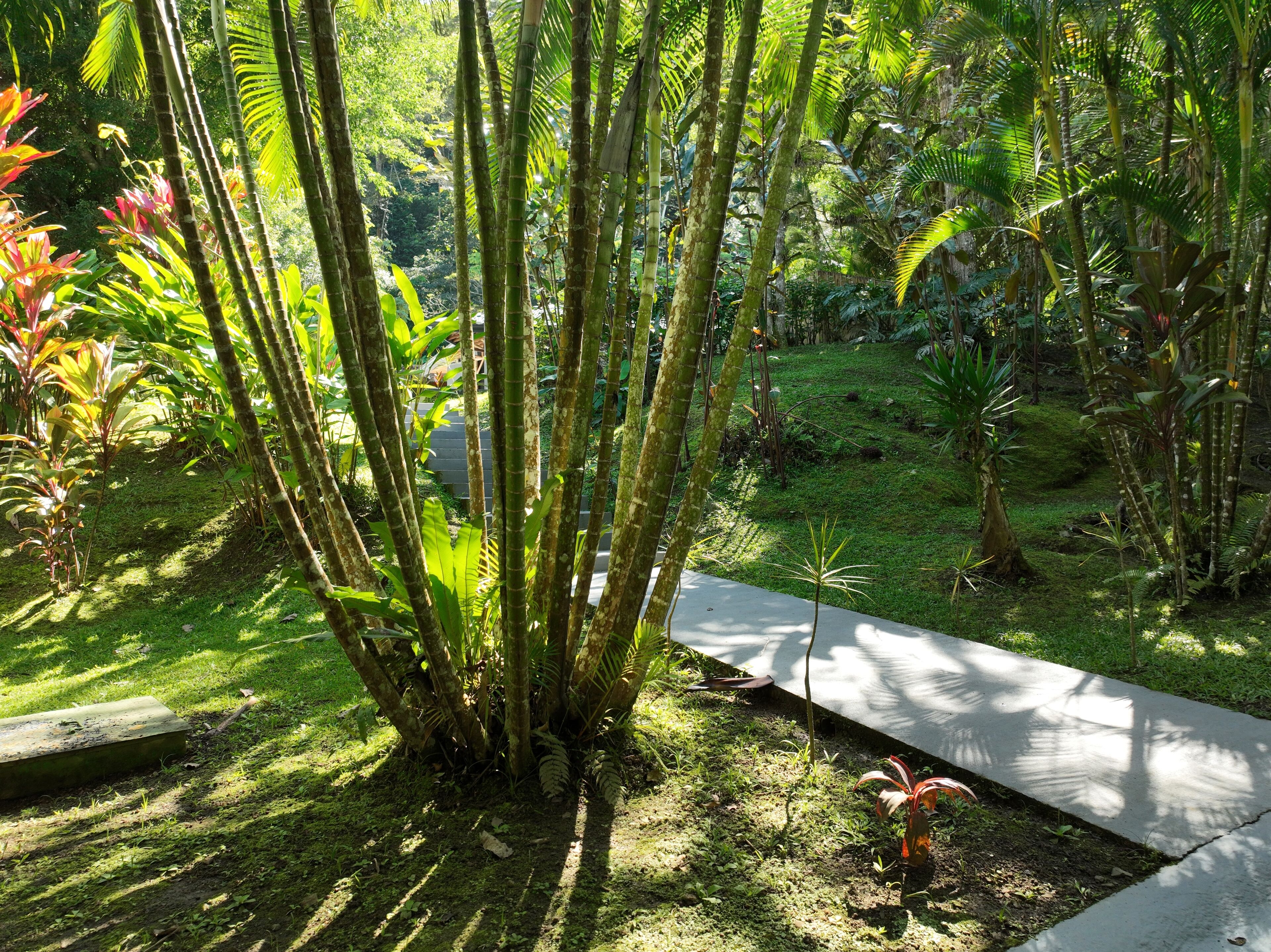 A lush garden with tall bamboo plants, a concrete pathway, and various tropical plants.