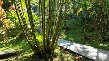 A lush garden with tall bamboo plants, a concrete pathway, and various tropical plants.