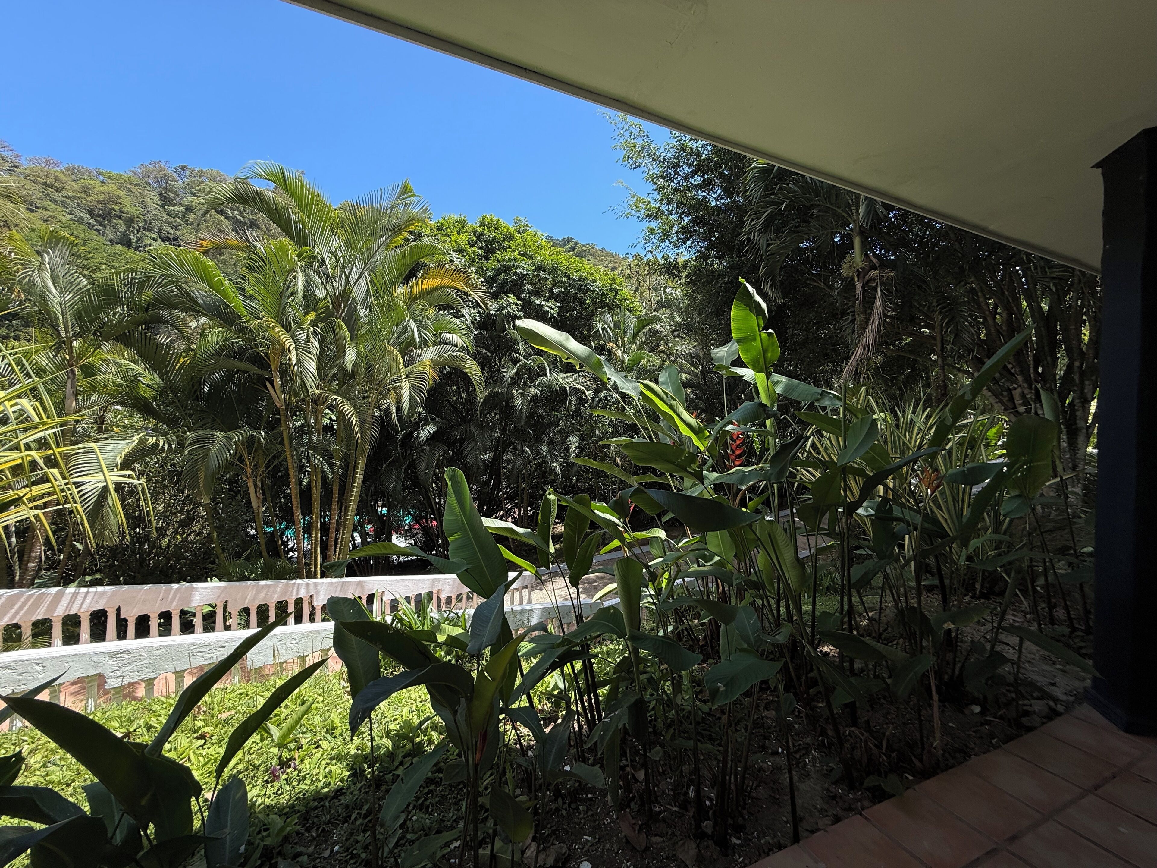 Un balcón con exuberante vegetación tropical y vista a zona boscosa.
