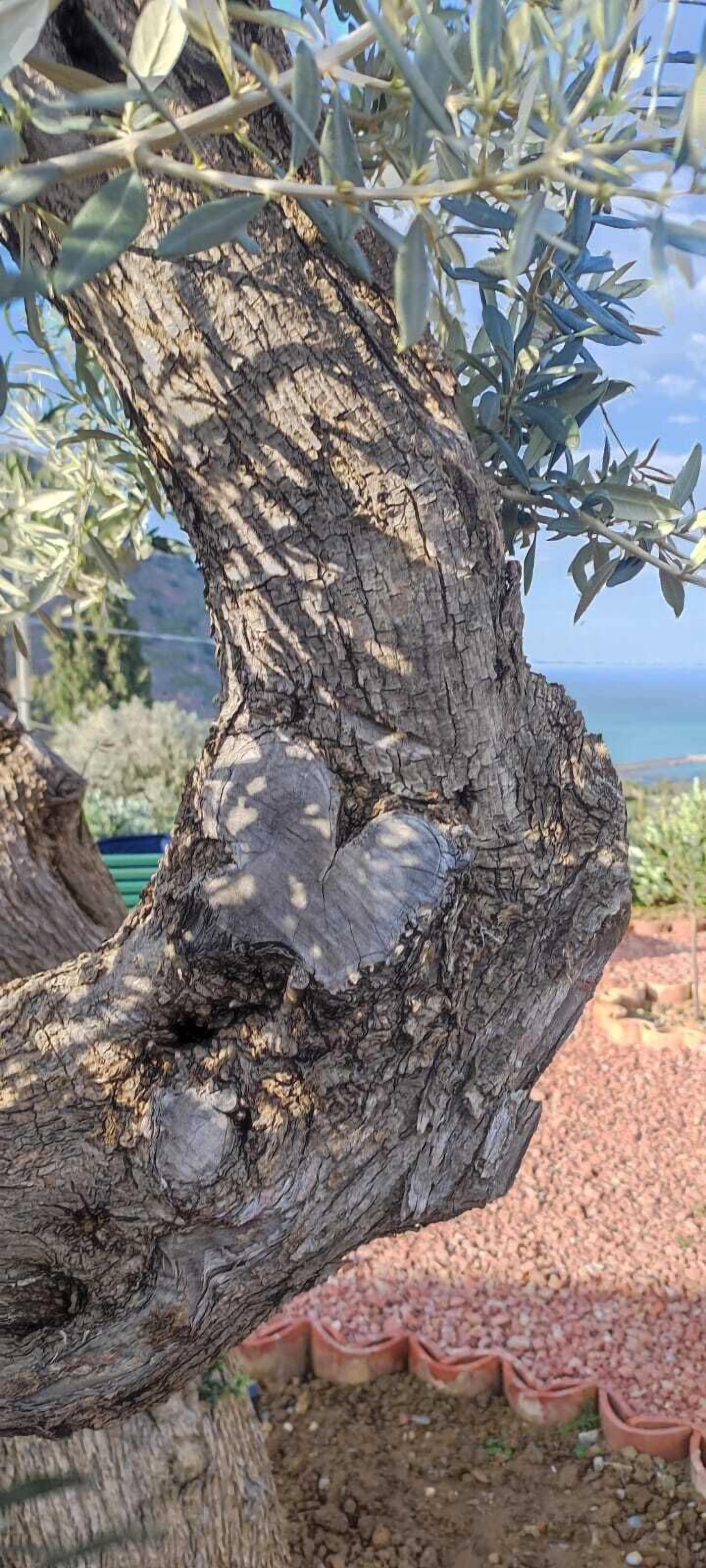 Foto - Villa Totò Resort