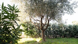 Ein Garten mit Baum, Kiesweg und einer Umzäunung.