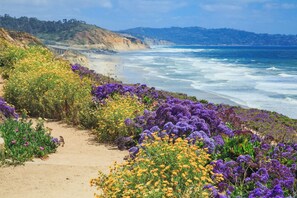 A coastal path with a variety of wildflowers leading to a beach.